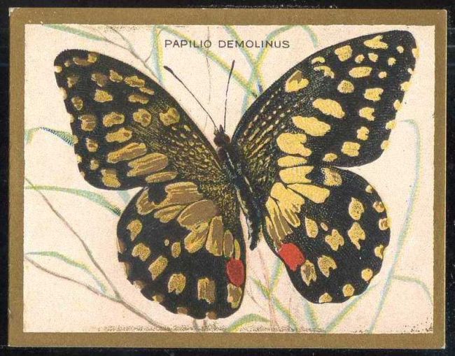 Papilio Demolinus